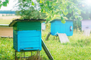  home apiary. wooden hives for bees.