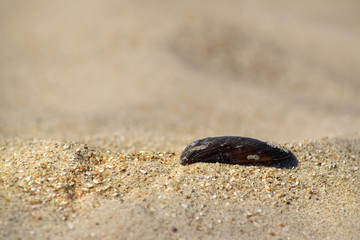 sand texture, stone, sea shell