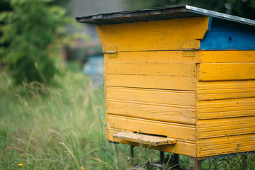  home apiary. wooden hives for bees.