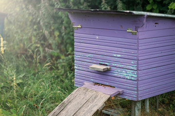  home apiary. wooden hives for bees.
