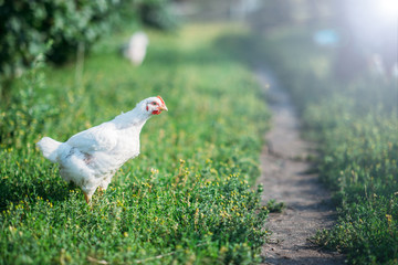 small chicken walking on the lawn on the farm