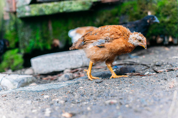  brown chicken on the farm.