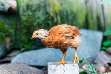  brown chicken on the farm.