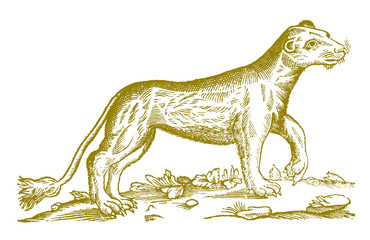 Female lion (panthera leo) raising her paw. Illustration after a historical woodcut engraving from the 17th century