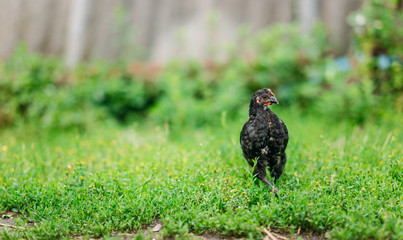  black chicken on green lawn. concept of breeding poultry, eggs.