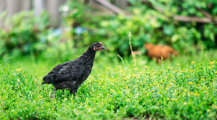  black chicken on green lawn. concept of breeding poultry, eggs.