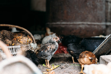 small chicken walking on the lawn on the farm