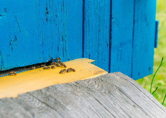 Fototapeta na wymiar family of bees in a wooden hive in the summer.