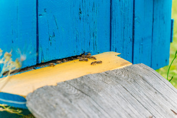 family of bees in a wooden hive in the summer.