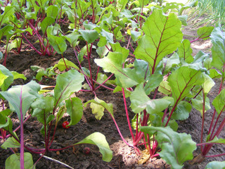 Beet leaves growing in garden