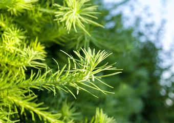 Tannenzweige in der Sonne, Hintergrund Weihnachten, Textur 