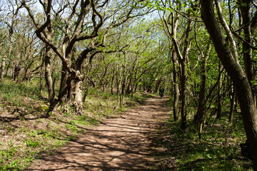 Wald in Niederlande