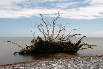 Fallen tree