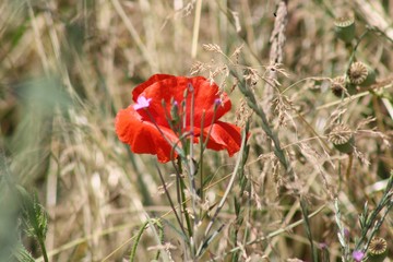 wild red poppy