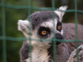 Head shot closeup portrait of ring-tailed lemur in zoo