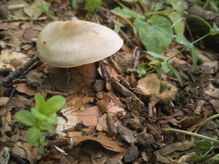 Mushroom in the Forest