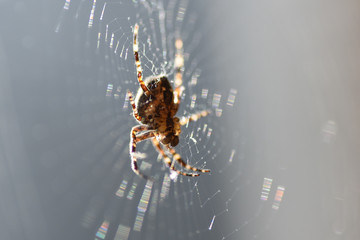 Spider web insect macro