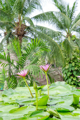 Obraz na płótnie Canvas Water lily flowers palm trees tropical plants