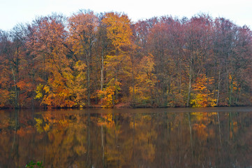 Yellow and red autumn trees. Autumn landscape.