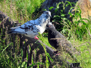 pigeons