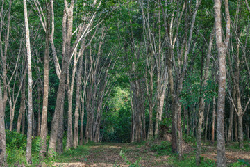 Rubber Trees