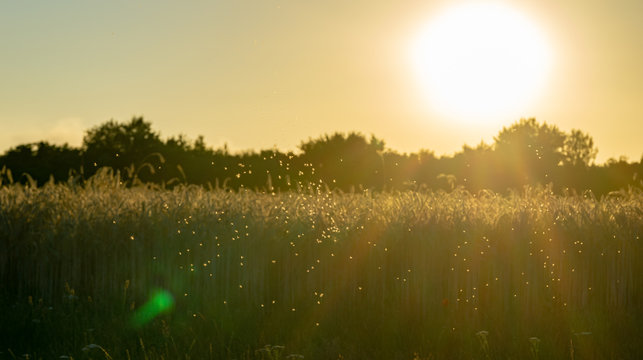 swarm of mosquitos at a corn field - backlight during evening hours
