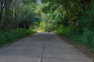 Jungle Roads