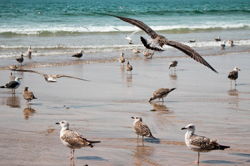 Möwe in Portugal