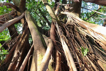 Árvore centenária com seus troncos e galhos