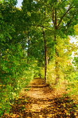 Fototapeta na wymiar forest path with autumnal colored trees