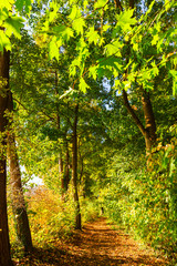 forest path with autumnal colored trees