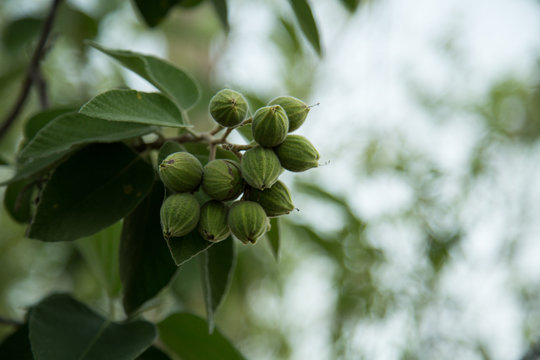 Mexican olive tree drupes