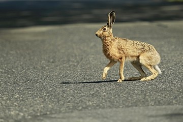 Brown european hare, Lepus europaeus, with long ears, crossing asphalt road on a sunny summer day © Lioneska