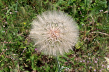Large Dandelion or Taraxacum flower head composed of numerous small florets with green leaves and grass background on a warm sunny day
