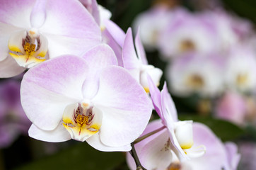 Purple phalaenopsis orchid flower