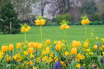 Tulips blossom in Hyde Park