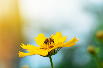 Honey bee collecting pollen on a bright yellow flower. Yellow daisy