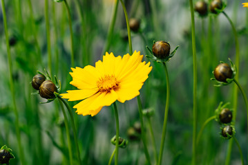 Yellow flowers in garden. Coreopsis. Summer flowers.
