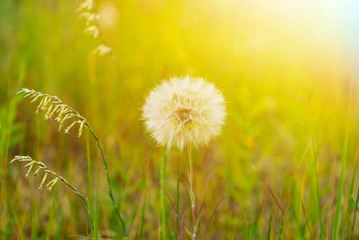 White fluffy dandelion in the green grass in the soft rays of the sun. Wildflowers