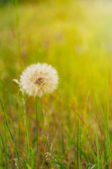 White dandelion and flying seeds on the sunset. Wildflowers
