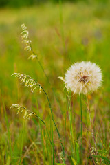 Fluffy white dandelion on a meadow. Wildflowers