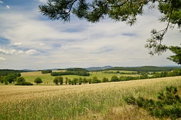 View of summer rural countryside with yellow wheat field, rural landscape, green hills in distance, sunny day with blue sky and white clouds, harvest, frame made of pine tree branches