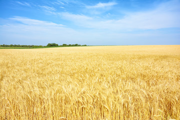 Yellow wheat field, harvest of grain crops. Mature wheat ears of a new crop. Rural landscape.