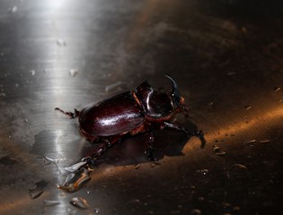 Жук-носорог, Oryctes nasicornis, Rhinoceros beetle.
