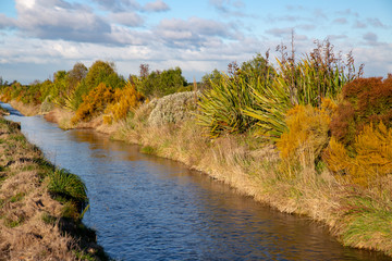 Native trees and shrubs used for riparian planting along a farm waterway