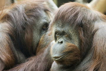 Two orangutans appear to be whispering secrets to each other (captive)