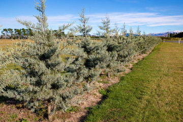 Coniferous trees planted along a farm fence line for shelter from wind