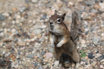 Obraz premium Chipmunk