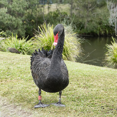 Black swan Gold Coast Australia