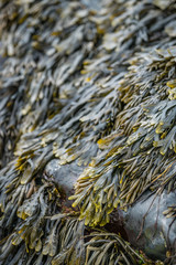 Closeup of seaweed on the rocks